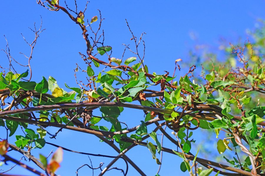 Fallopia baldschuanica / Poligono del Turkestan